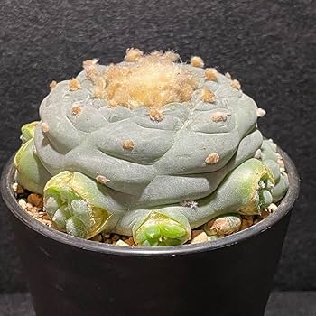 扁平タイプ❗️ 疣銀冠玉　実生　ロフォフォラ　(検索　翠冠玉　烏羽玉 Amazon.co.jp: ロフォフォラ 白肌 疣銀冠玉錦 扁平タイプ 子株